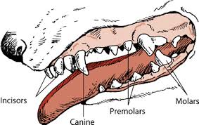 Description And Physical Characteristics Of Dogs Dog