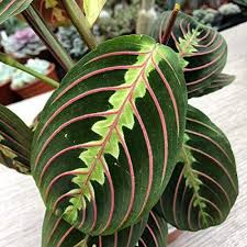 Poiché la maggior parte delle piante tropicali interne sono di colore verde , rosso fornisce un forte contrasto di colore. Piante Viola Per La Casa