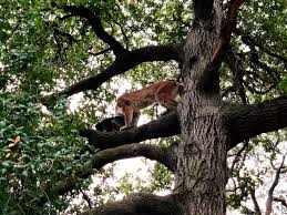 Maybe you would like to learn more about one of these? Mountain Lion Attack On 3 Year Old Boy In California Park Called Extraordinarily Rare