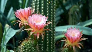 Don't scroll down too quickly. Can You Identify These Cacti From An Image Howstuffworks