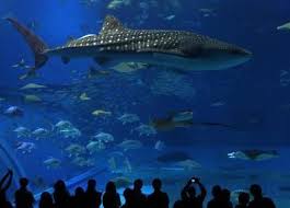 Things To Do In Okinawa Japan Okinawa Japan Travel Japan