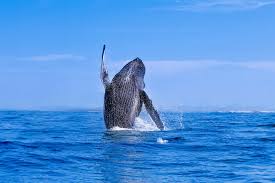 Image result for whale