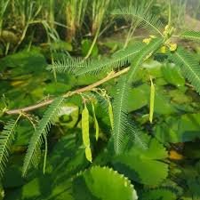 Image result for Aeschynomene