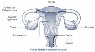 Draw A Labelled Diagram Of A Human Female Reproductive System Cbse Class 10 Science Learn Cbse Forum Designed for developers and data analysts. human female reproductive system