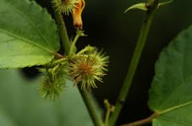 Image result for Triumfetta cordifolia