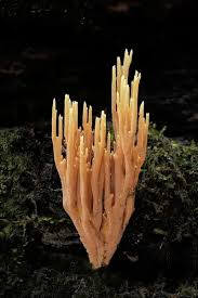 Image result for Ramaria stricta