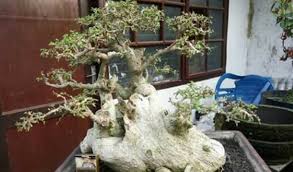 Check spelling or type a new query. Mau Tau Harga Bonsai Terupdate Cek Disini Beserta Jenisnya Aplikasi Pertanian Media Agribisnis Gdm Agri