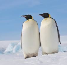 Der kaiserpinguin (aptenodytes forsteri) ist die größte art aus der familie der pinguine (spheniscidae) und zählt zusammen mit dem königspinguin (aptenodytes patagonicus) zur gattung der großpinguine (aptenodytes). Eis Bricht Zu Fruh Auf Zweitgrosste Kaiserpinguin Kolonie Hat Ein Ernstes Nachwuchsproblem Welt