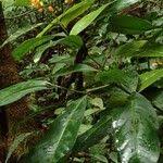 Image result for Campylospermum vogelii