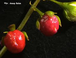 Image result for Petiveriaceae