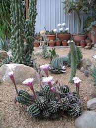 In its natural environment, christmas cactus is an epiphytic plant that grows in the tropical rain forest. Succulent And Cactus Garden Corner With Gravel And Sand Cactus Garden Succulents Cactus Plants
