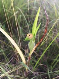Image result for Commelina triangulispatha