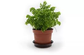 Image result for Selaginella soyauxii