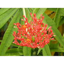 Image result for Jatropha multifida