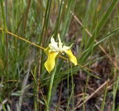 Image result for Moraea carsonii