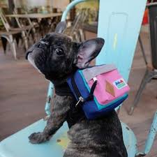 Brachycephalic breeds like english and french bulldogs have smushed faces and their famous underbite. Pin On Sbh Products