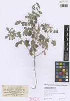 Image result for Indigofera astragalina