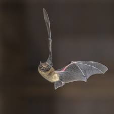 Let's get right down to business and learn how you can get rid of bats without calling in a professional. Mc Pest Control Exterminator Termites More Fiskdale Wilbraham Sturbridge Ma