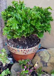 Crested Japanese Bird S Nest Fern Care Tips Joy Us Garden Bird Nest Fern Ferns Care Japanese Bird