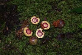 Image result for Symphonia globulifera