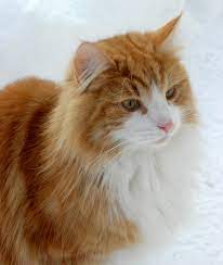Norwegian Forest Cat Wikipedia