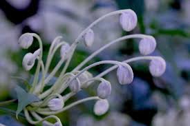 Image result for Rotheca teaguei