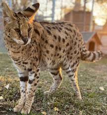 ‪Fierce Felines of the Jungle: Exploring the World of Wild Cats - Lions  Tigers and Bears‬‏