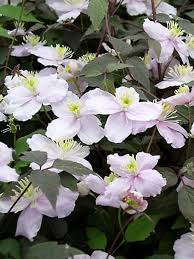 Vine expert dan long suggests these, and more, plus a chance to win some for your garden. Clematis Montana Mayleen Bluestone Perennials