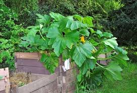 More images for come coltivare le zucchine in vaso » Zucchine Sul Balcone Orto In Balcone Coltivare Zucchine Sul Balcone