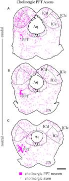 All posts must be scp related 2: Cholinergic Projections From The Pedunculopontine Tegmental Nucleus Contact Excitatory And Inhibitory Neurons In The Inferior Colliculus Abstract Europe Pmc