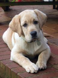 pin by k9katelynn on my labs labrador retriever labrador labrador puppy