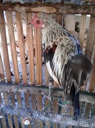 Ayam hutan kelabu mempunyai jengger bergerigi warna merah dan juga kaki yang warna merah muda. Ayam Hutan Pulau Buton Posts Facebook