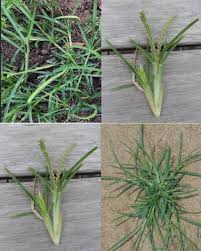 Image result for Sphaeranthus flexuosus