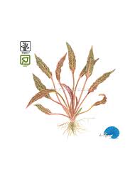 Image result for Nesaea rautanenii