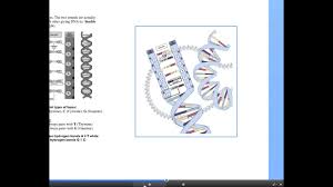 For each statement, write a p if it best applies to prokaryotes only, e if it best applies to eukaryotes only 13. Pass Ncea Biology Genetics Science 1 9