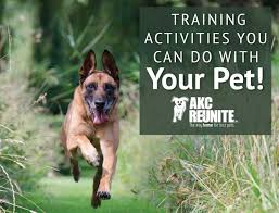 Our german shepherd puppies are handled daily from birth to ensure good socialization and imprinting. Akc