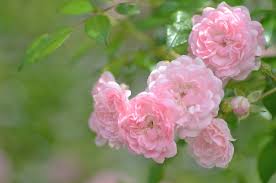 Resultado de imagem para imagens de flores cor de rosa