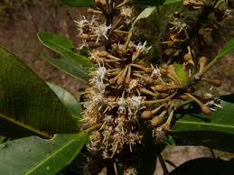 Image result for Manilkara sansibarensis