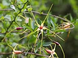 Image result for Strophanthus bequaertii