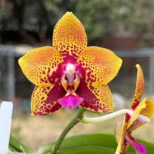 Image result for Strobilanthopsis