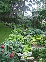 Pin By Amanda Miller On Flower Power Shade Garden Plants Hosta Gardens Shade Garden