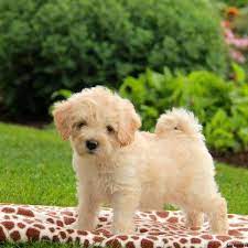 The havanese puppies for sale at royal flush havanese florida, 13790 treeline avenue, ft. View Explore All Dog Breeds Greenfield Puppies Havapoo Puppies Puppies Puppies For Sale