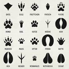 Tierspuren abbildungen / tierspuren vektor abbildu. Bestimmen Von Tierspuren Tierspuren Illustration Design Tiere