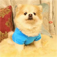 Us 1 43 28 Off Summer Pet Dog Vest T Shirt Easter Dog Clothing 100 Cotton Cute Letter Print T Shirt Small Dog Puppy Costume Clothes 2018 In Dog