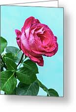 Image result for Rosa sp.
