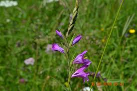 Image result for Gladiolus microspicatus