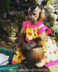 We did not find results for: Capuchin Monkeys For Sale