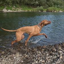 1,766 likes · 1 talking about this. Hungarian Vizsla Pdsa