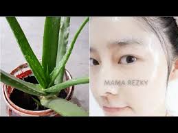 Memutihkan Wajah Secara Cepat Menggunakan Lidah Buaya Mama Rezky Youtube