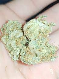 Touching it barehanded will cause a shooting pain. Shining Silver Haze Marijuana Strain Information Leafly